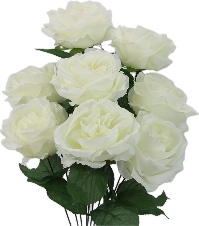 Cream Rose Bush