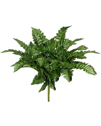 Green Leather Fern Bush