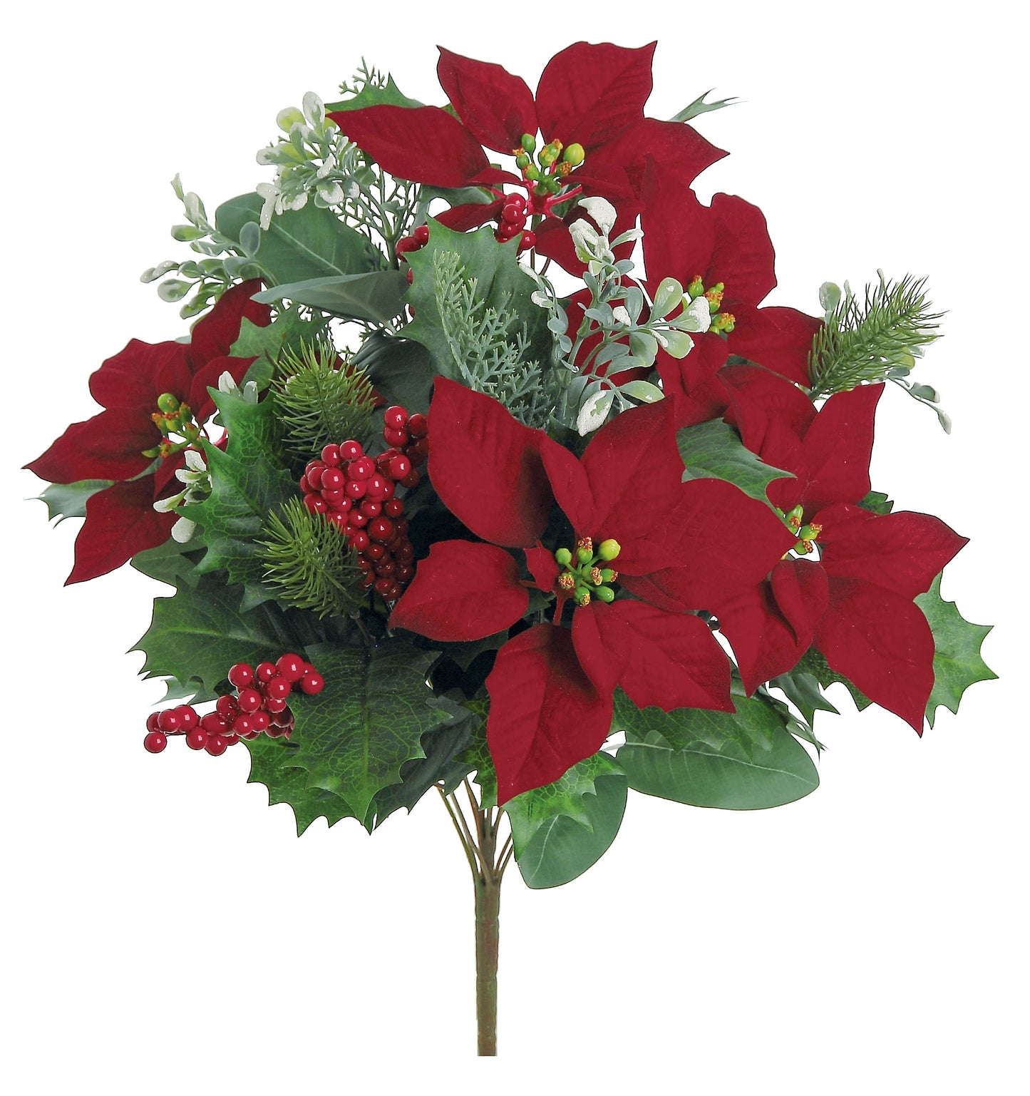 Poinsettia Christmas Bush