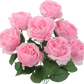 Light Pink Rose Bush