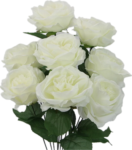 Cream Rose Bush