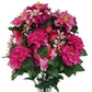 Pink Hibiscus and Zinnia Bush