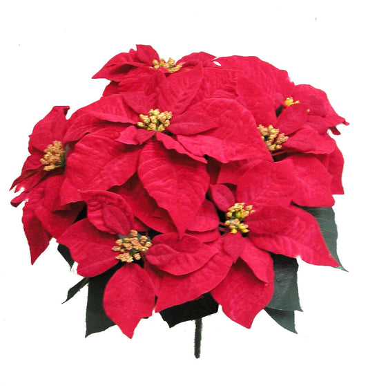 Poinsettia Christmas Bush