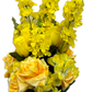 Yellow Rose and Hydrangea Bush