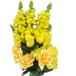Yellow Rose and Hydrangea Bush