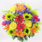 Yellow, Purple, Kiwi, Orange & Pink Sunflower Mix Bush